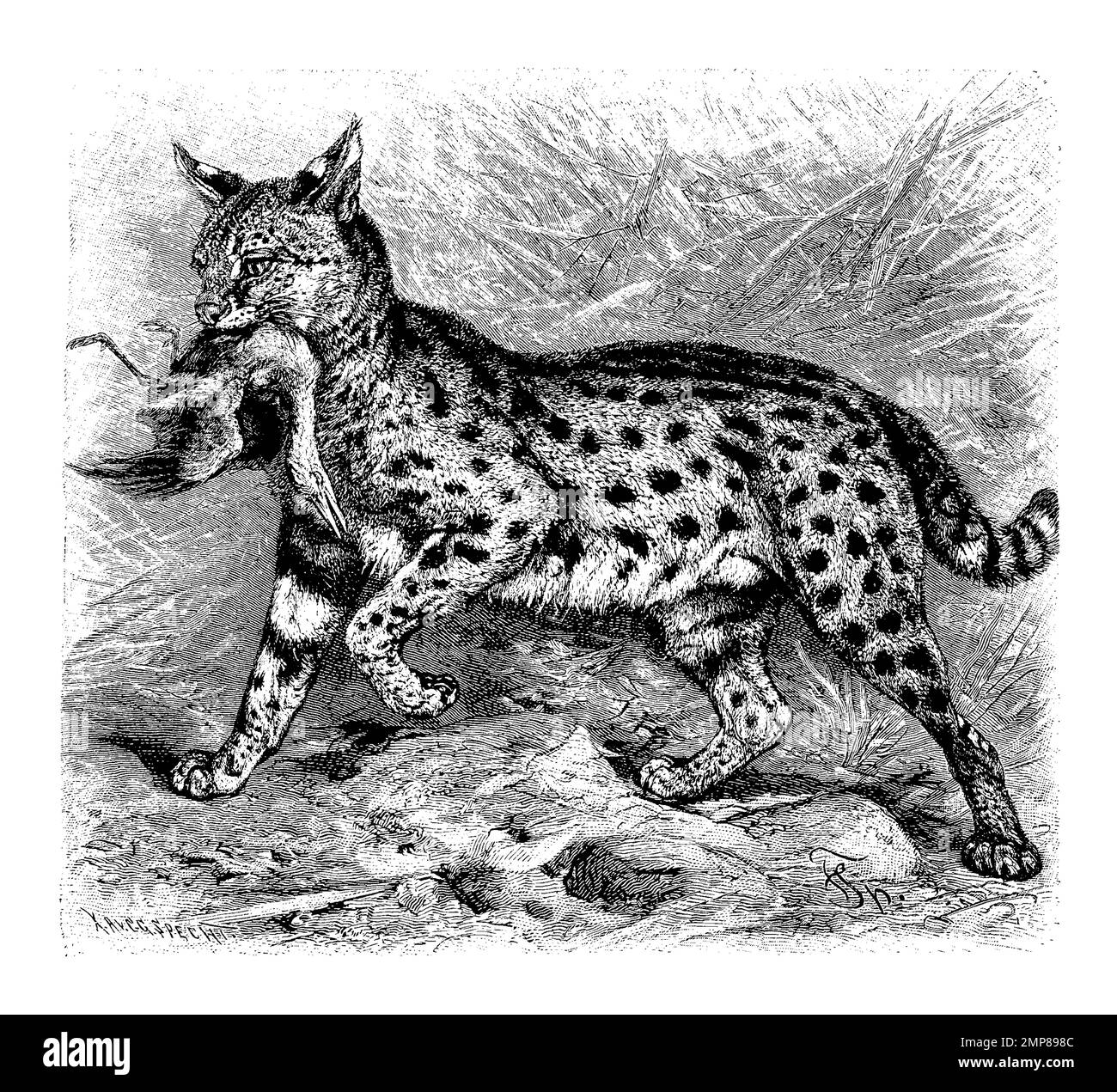 Serval, Leptailurus serval, digital restaurierte Reproduktion einer