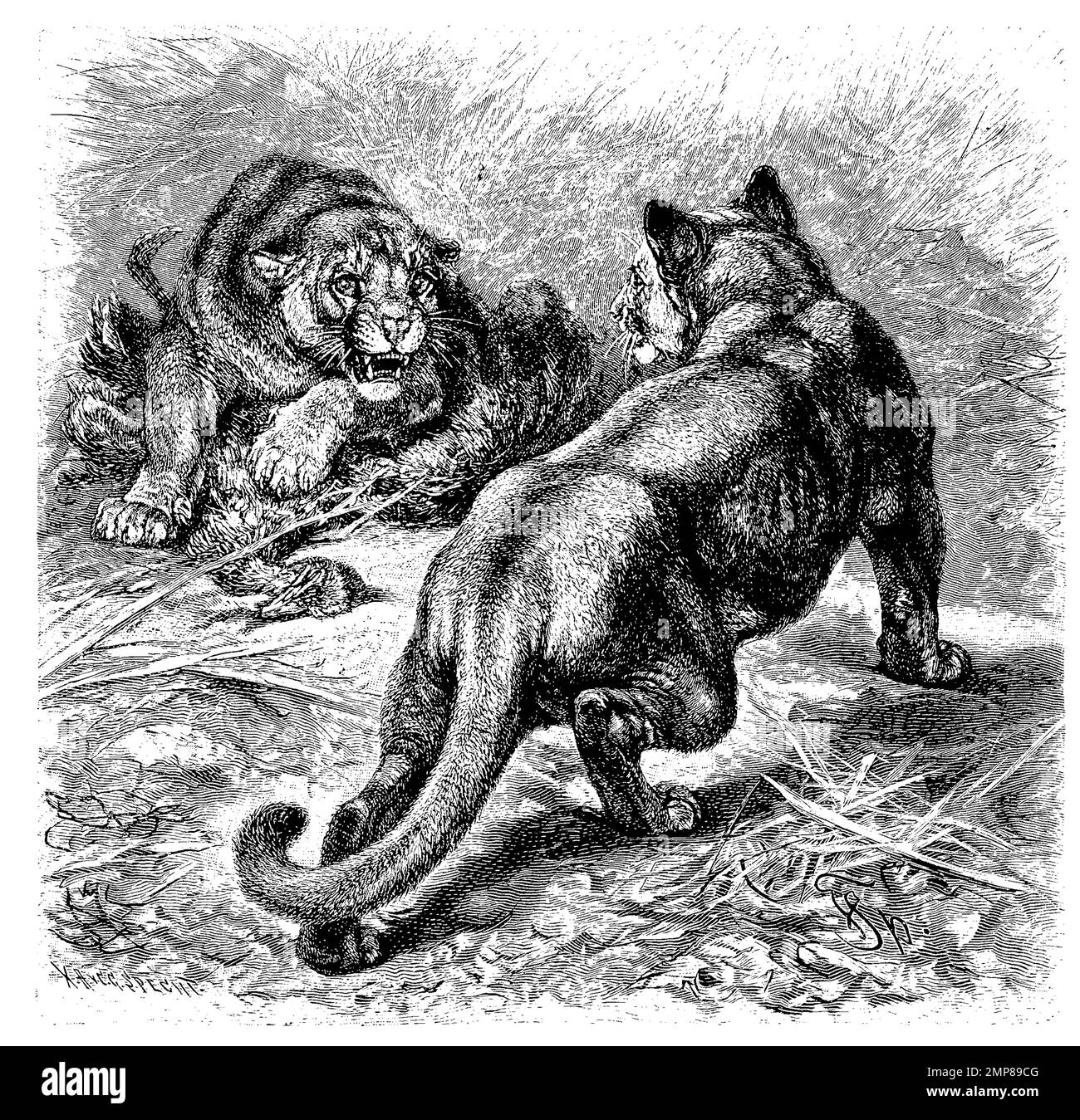 Puma tiger drawing hotsell