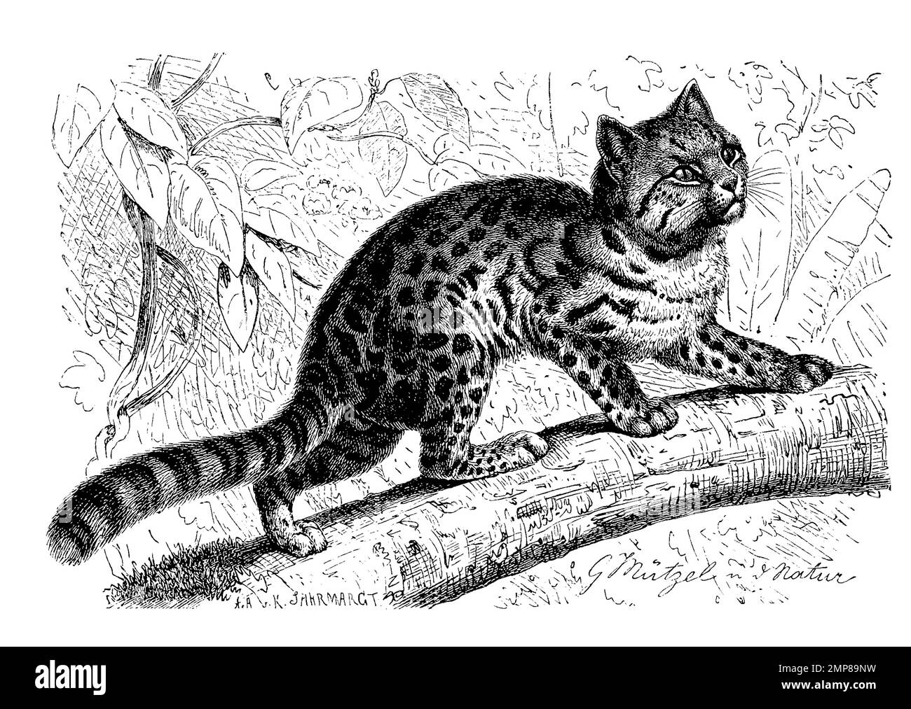Nördliche Tigerkatze, Leopardus tigrinus, auch Nördliche Ozelotkatze genannt, eine südamerikanische Katzenart, digital restaurierte Reproduktion einer Originalvorlage aus dem 19. Jahrhundert, genaues Originaldatum nicht bekannt Stock Photo