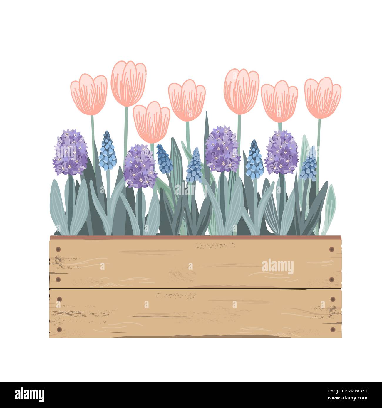 Wooden vintage box with Spring flowers. Tulips, hyacinths, muscari ...