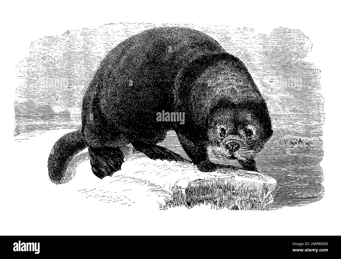 Seeotter, Kalan oder Meerotter, Enhydra lutris, eine Raubtierart aus der Unterfamilie der Otter, digital restaurierte Reproduktion einer Originalvorlage aus dem 19. Jahrhundert, genaues Originaldatum nicht bekannt Stock Photo