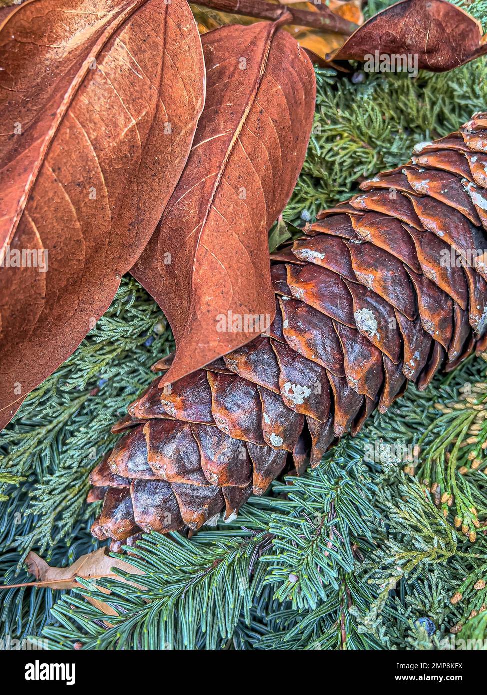 Large wet pine cone in bed of leaves in a bed of everygreens Stock Photo