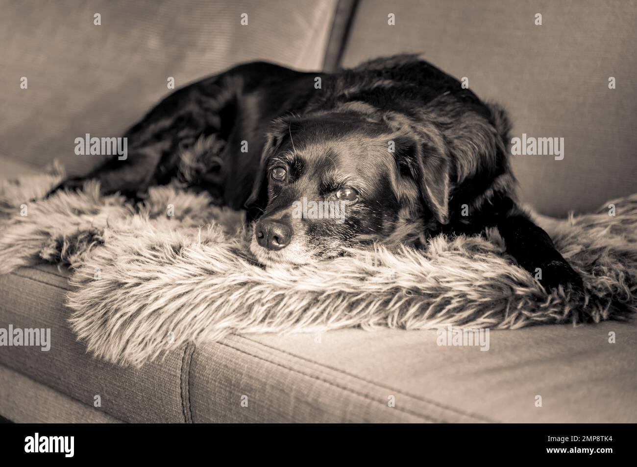 Old dog with white muzzle resting on the sofa Stock Photo