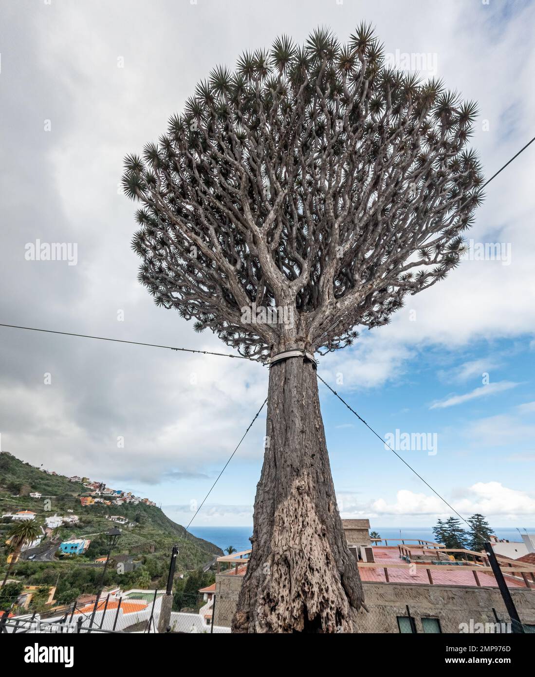 Tenerife's Iconic Tree Struggling to Stay Standing Stock Photo