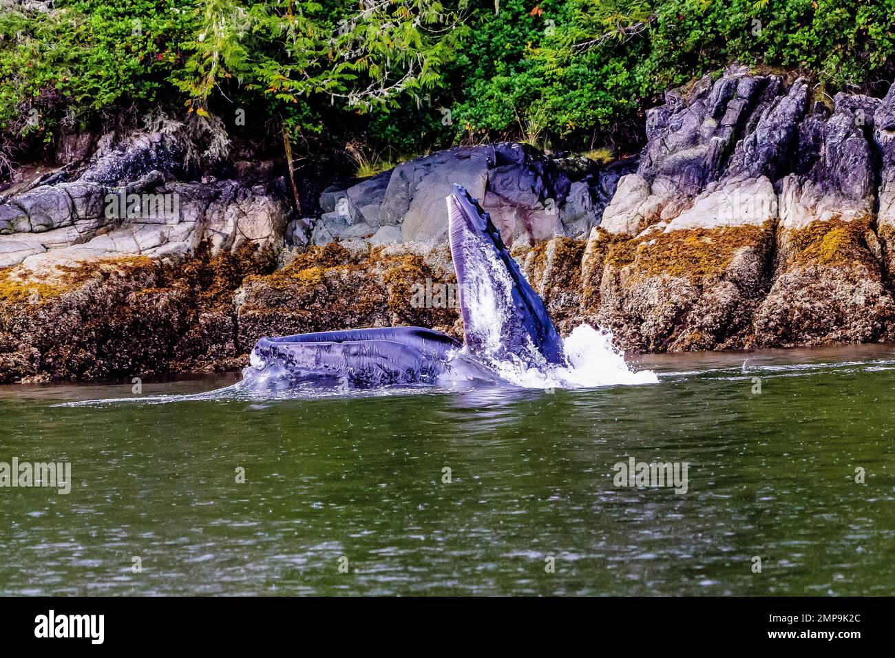 Humpback whale mouth open hi-res stock photography and images - Alamy