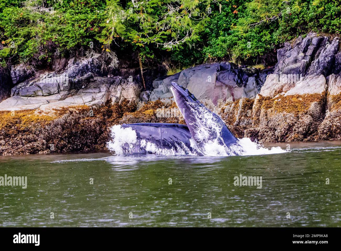 Humpback whale mouth open hi-res stock photography and images - Alamy