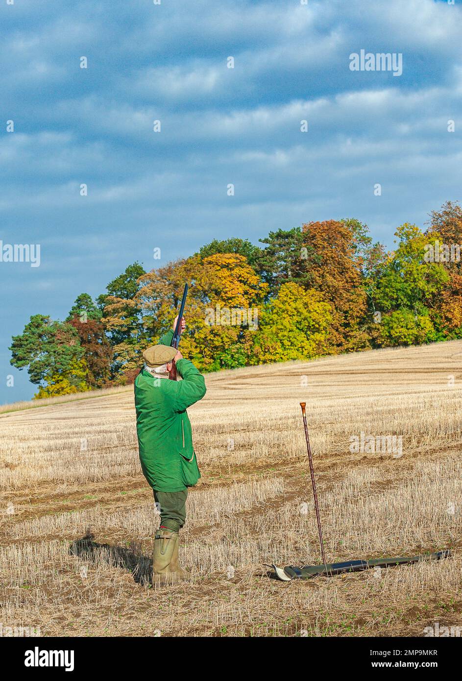 A man with a shotgun at the start of a pheasant shoot on a warm autumn sunny afternoon Stock Photo
