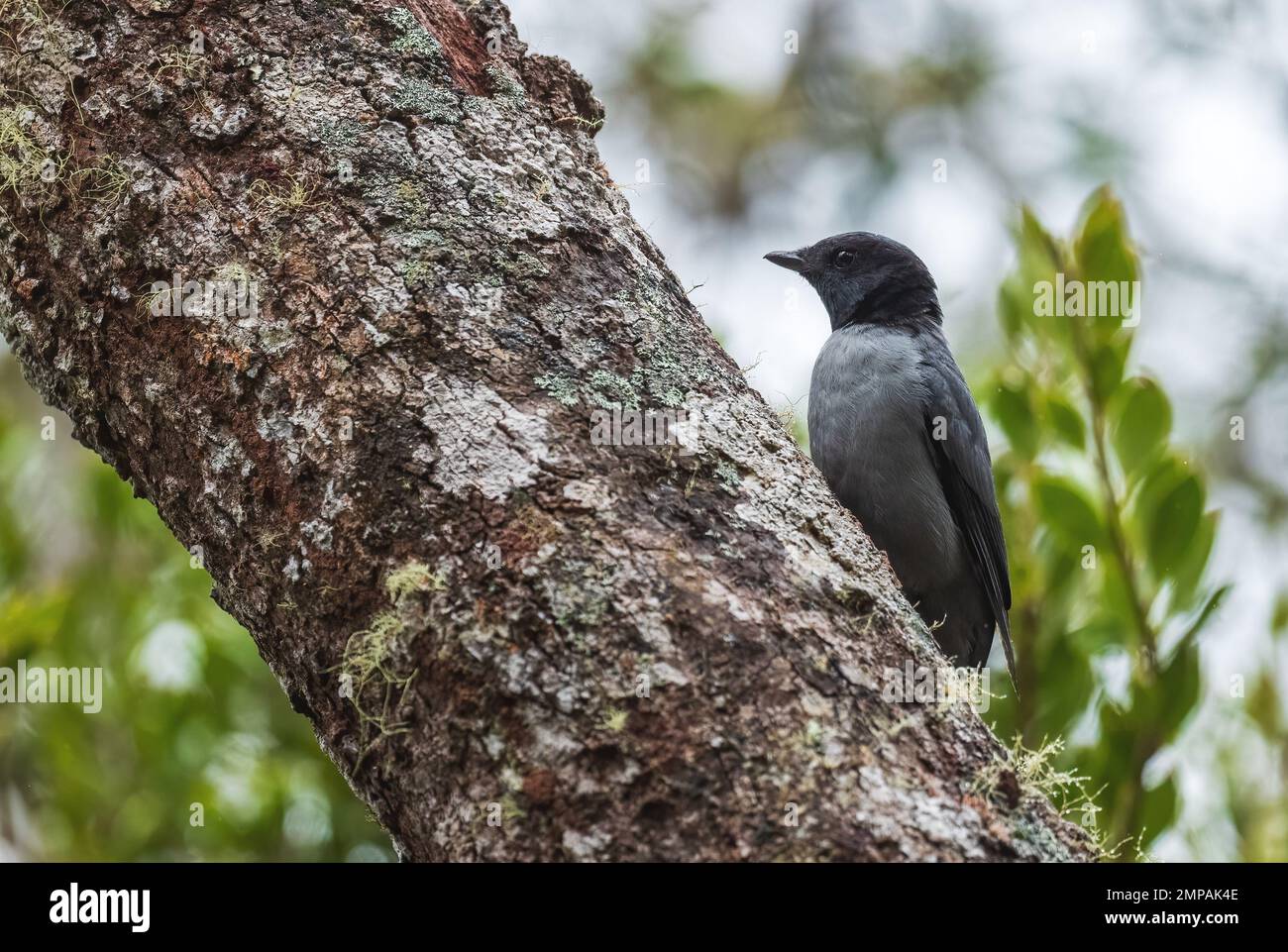 Ashy Cuckooshrike - Coracina cinerea, beautiful black headed bird endemic in Madagascar dry forests. Stock Photo