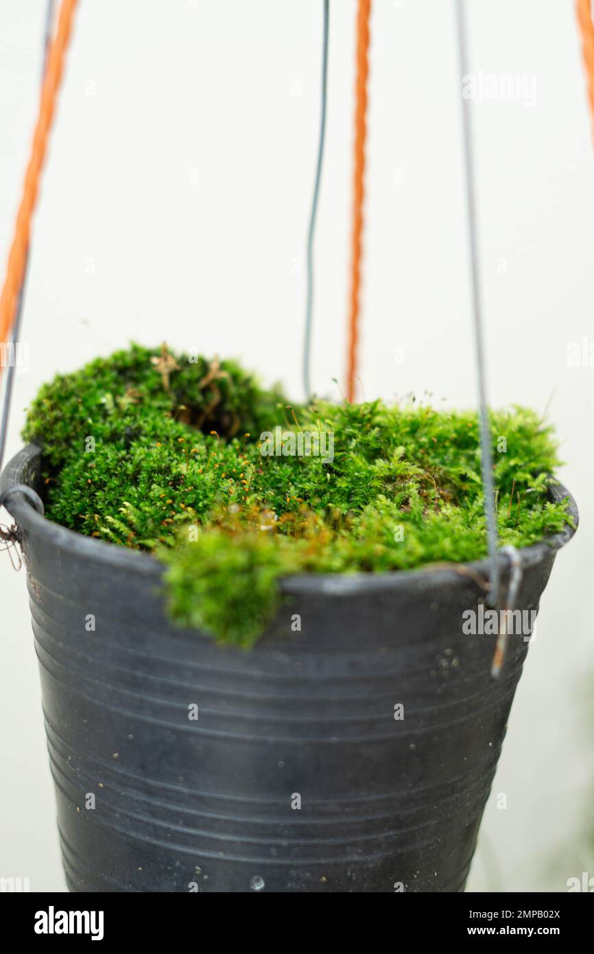 Terrarium Moss in small pot Stock Photo