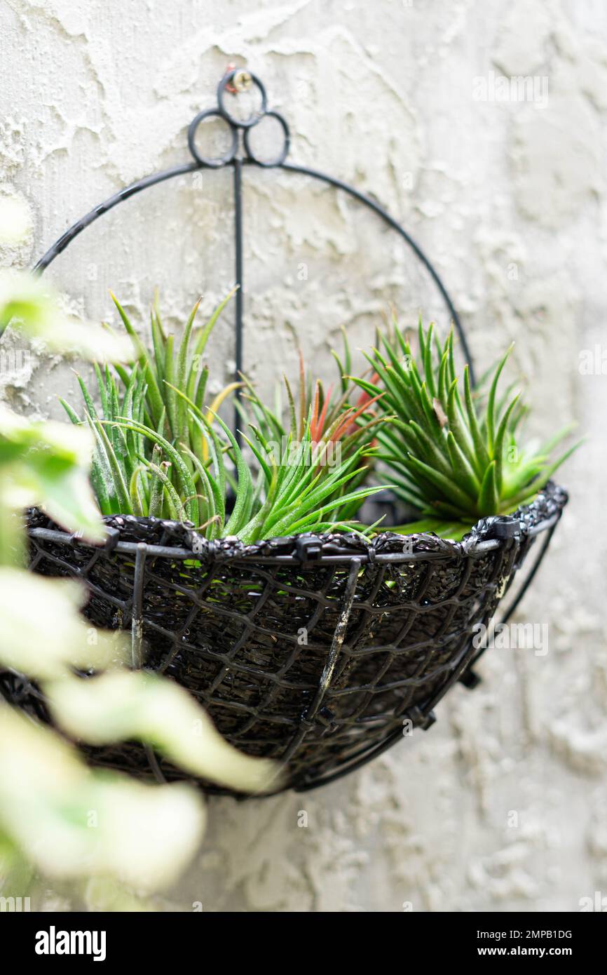 Sky plant air plant hanging pot in gray concrete bavkground Stock Photo