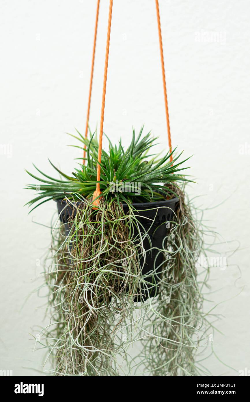 Sky plant air plant hanging pot in gray concrete bavkground Stock Photo