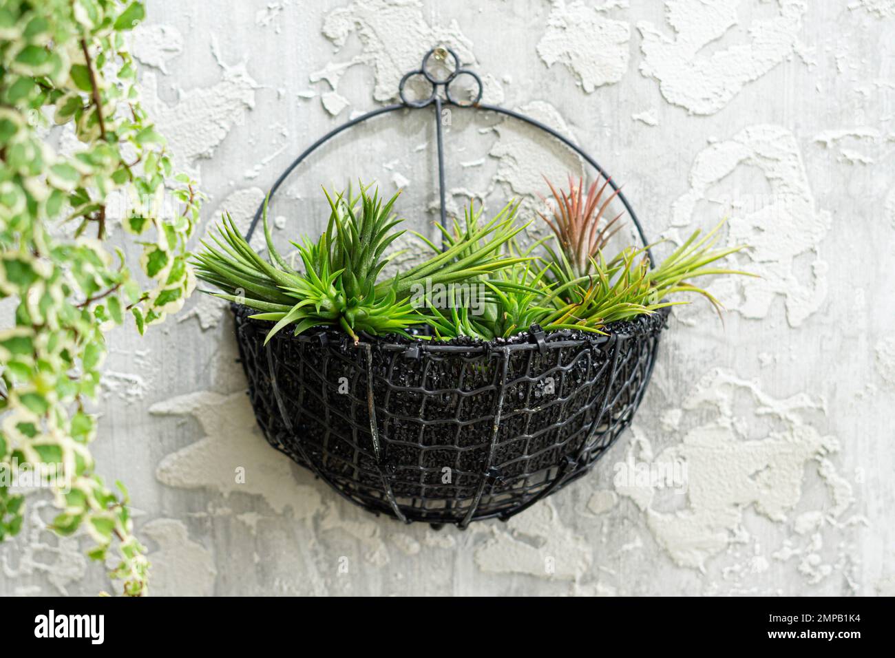 Sky plant air plant hanging pot in gray concrete bavkground Stock Photo