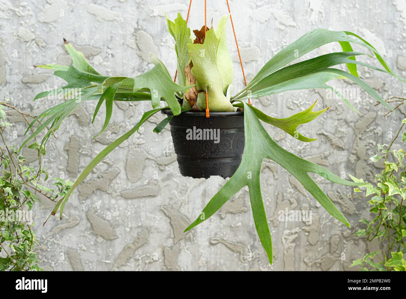 Elkhorn fern on hanging pot with gray concrete background Stock Photo