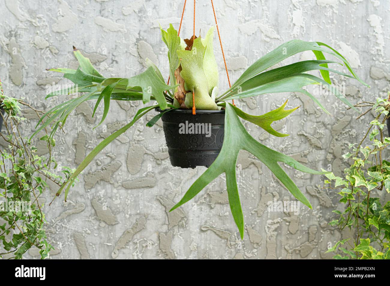 Elkhorn fern on hanging pot with gray concrete background Stock Photo