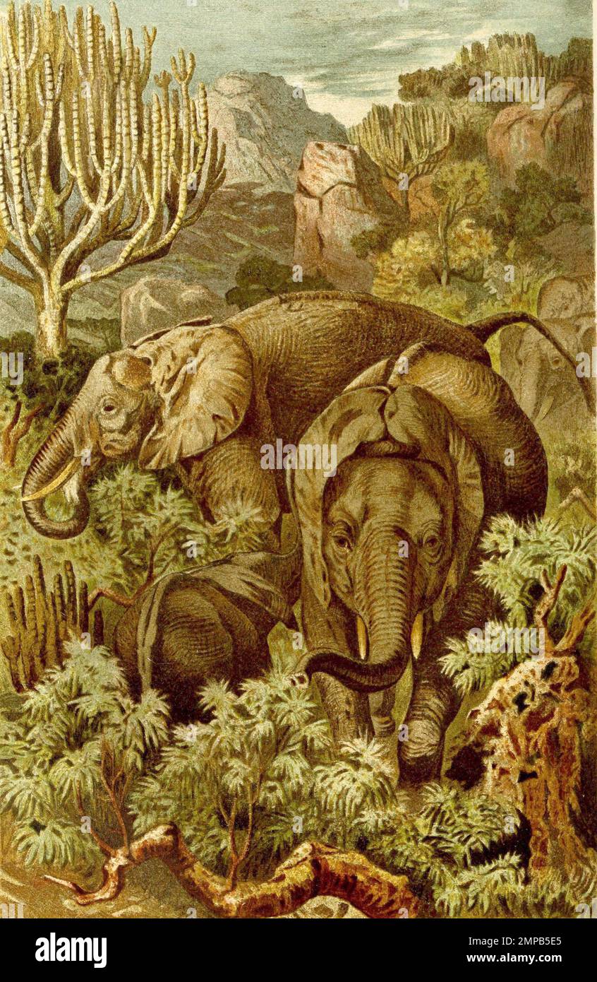 Afrikanische Elefant, Loxodonta africana, auch Afrikanischer Steppenelefant oder Afrikanischer Buschelefant, Historisch, digital restaurierte Reproduktion von einer Vorlage aus dem 18. Jahrhundert, Stock Photo