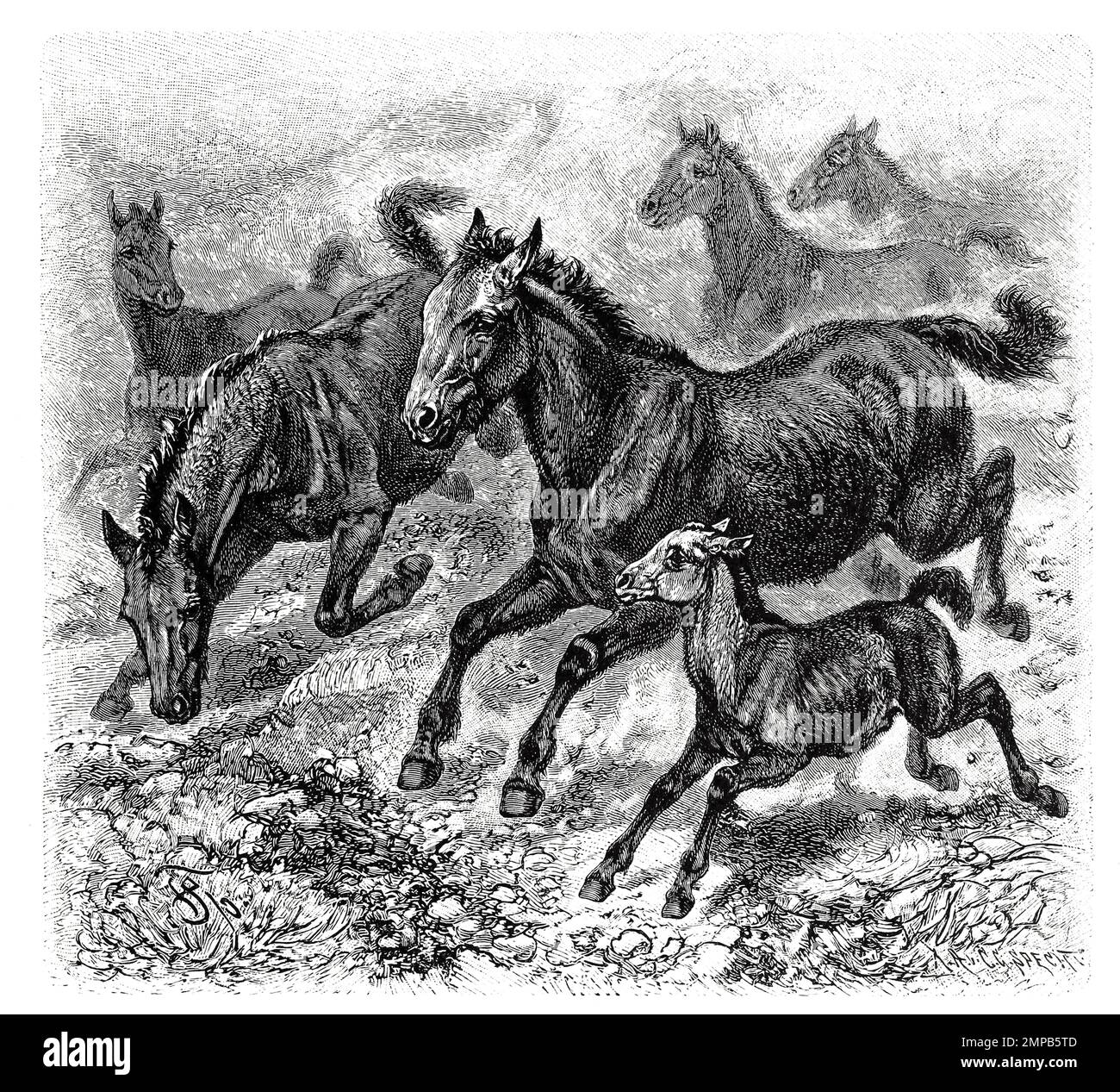 Tarpan (Equus ferus), eine im 18. und 19. Jahrhundert ausgerottete Art aus der Gattung der Pferde, Historisch, digital restaurierte Reproduktion von einer Vorlage aus dem 18. Jahrhundert, Stock Photo