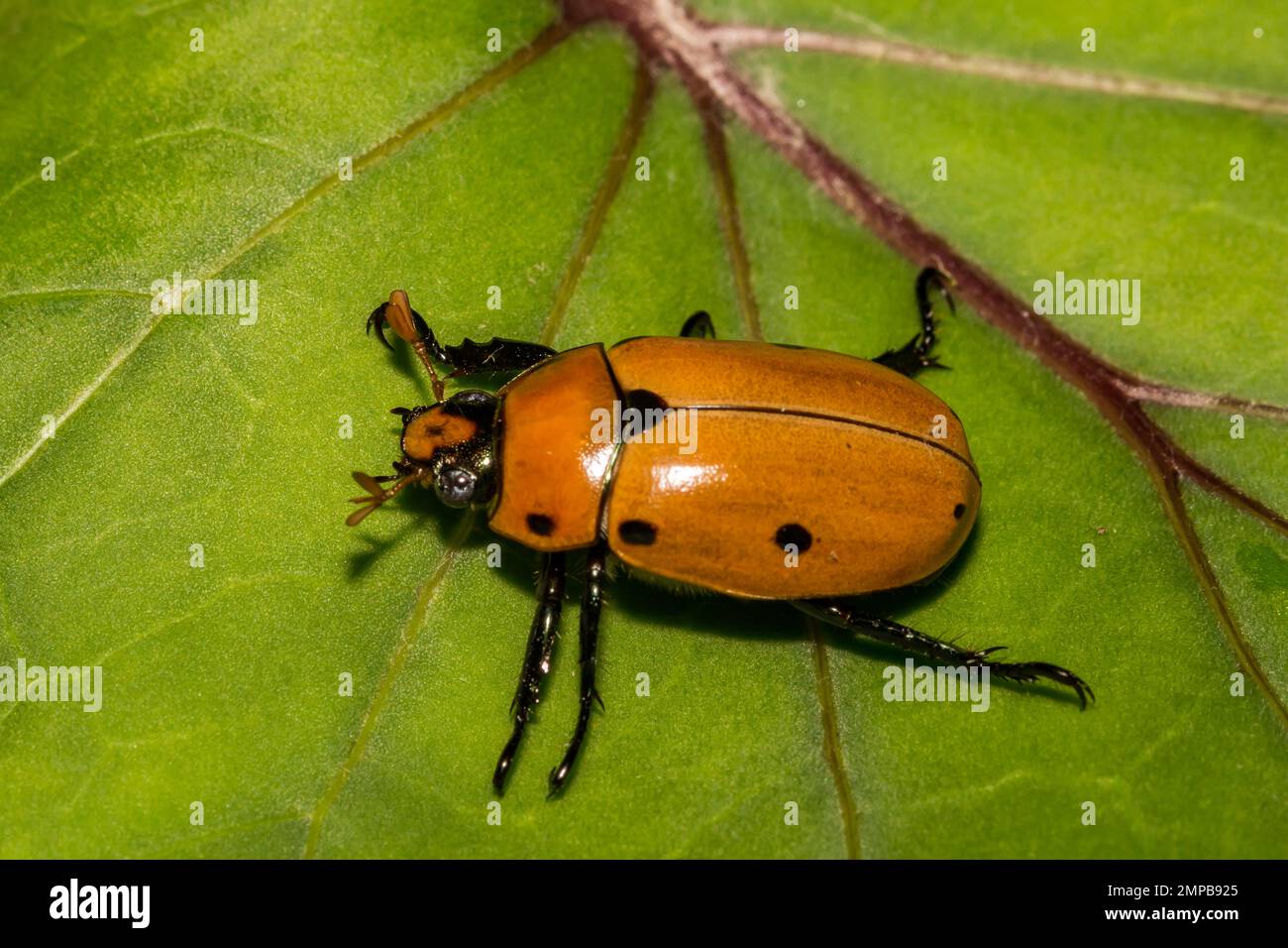 Grapevine Beetle - Pelidnota punctata Stock Photo
