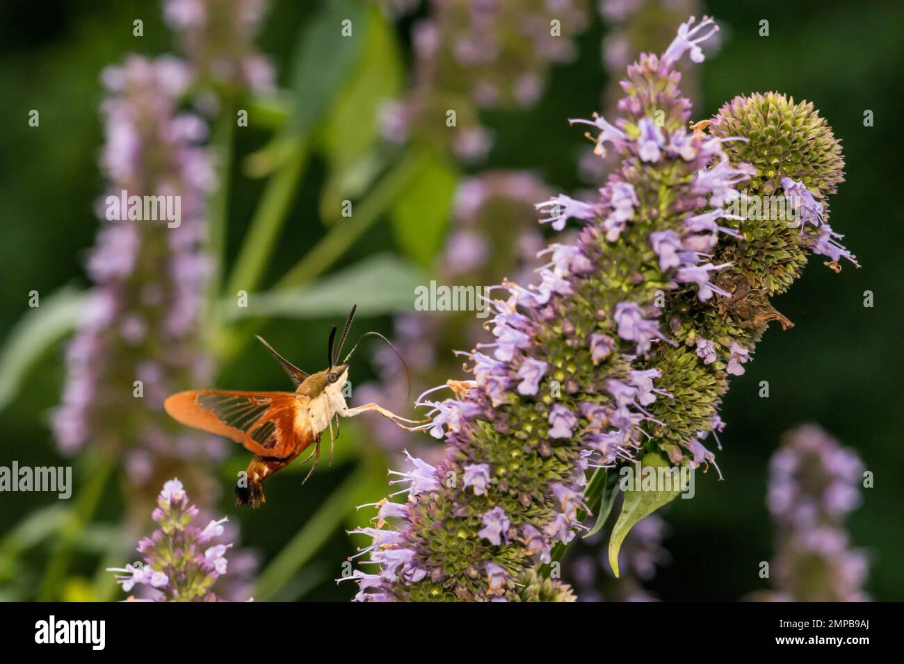 Hummingbird Clearwing Moth - Hemaris thysbe Stock Photo