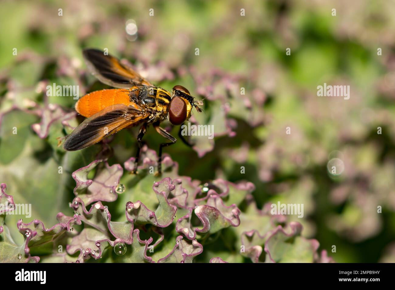 Swift Feather-Legged Fly - Trichopoda pennipes Stock Photo