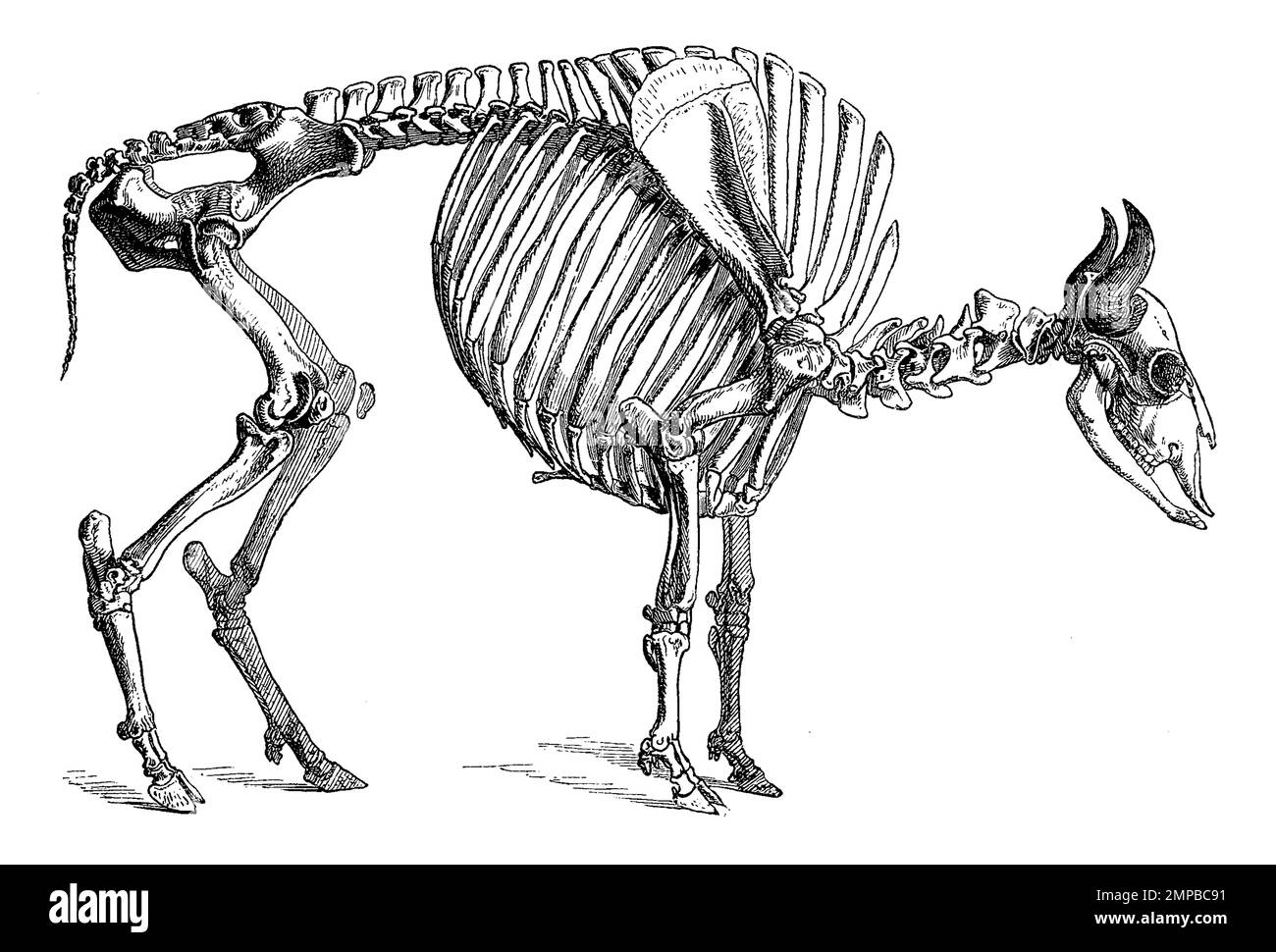 Skelett des Wisent oder Europäische Bison, Bos bonasus, Bison bonasus,, Historisch, digital restaurierte Reproduktion von einer Vorlage aus dem 18. Jahrhundert, Stock Photo