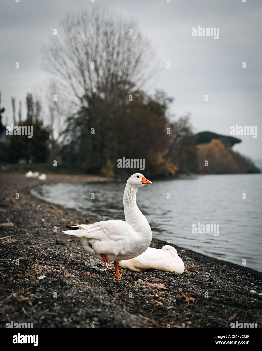 A vertical of a domestic goose standing by a lake and another one ...