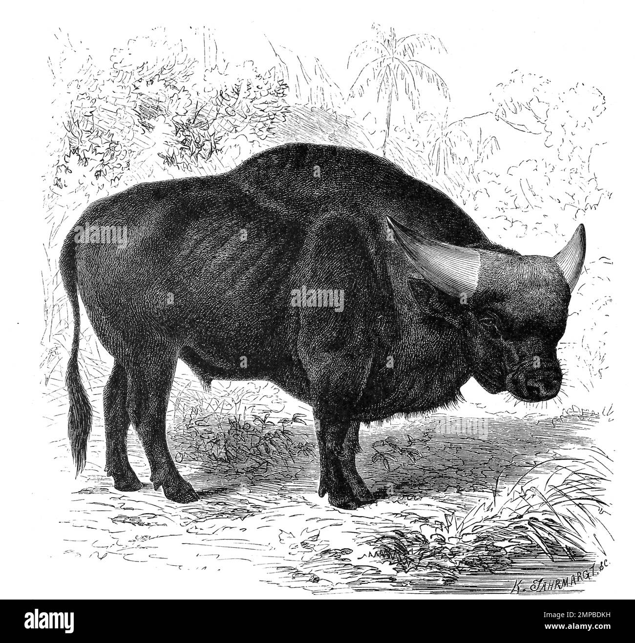 Der in Süd- und Südostasien verbreitete Gaur, Bos gaurus, ist der größte lebende Vertreter der Rinder. In Form des Gayals ist er von Menschen domestiziert worden, Historisch, digital restaurierte Reproduktion von einer Vorlage aus dem 18. Jahrhundert, Stock Photo