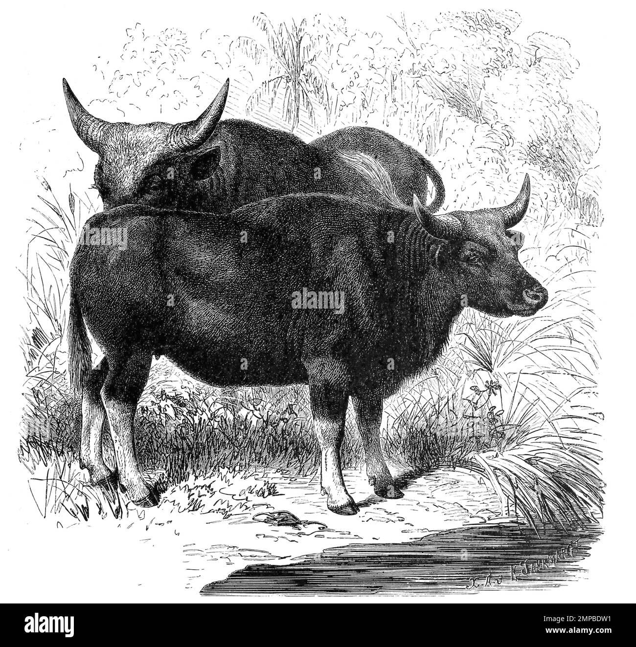 Der in Süd- und Südostasien verbreitete Gaur, Bos gaurus, ist der größte lebende Vertreter der Rinder. In Form des Gayals ist er von Menschen domestiziert worden, Kuh, Historisch, digital restaurierte Reproduktion von einer Vorlage aus dem 18. Jahrhundert, Stock Photo