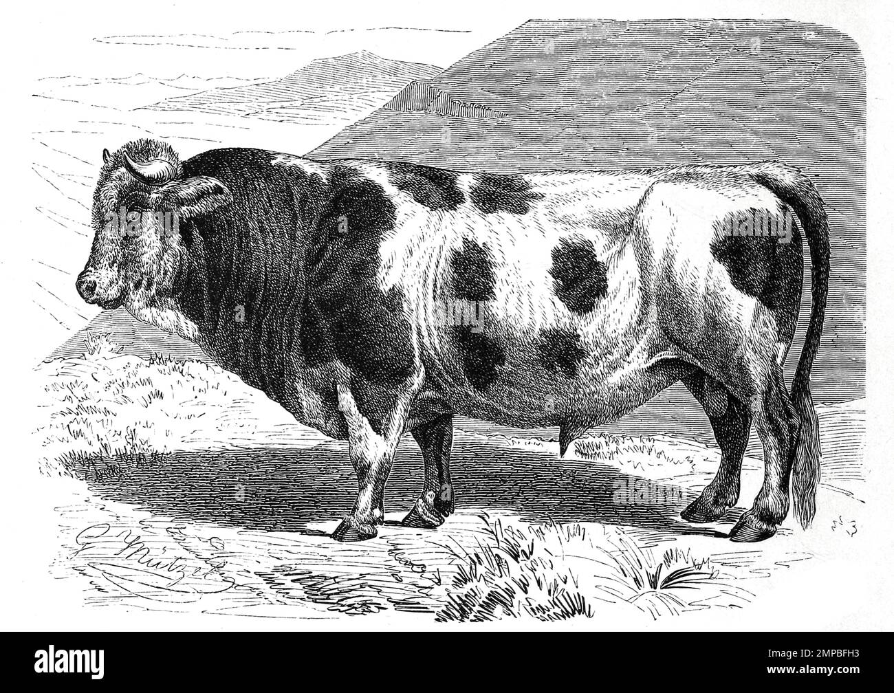 Freiburger Rind, Bos taurus friburgensis, Seit über 30 Jahren gilt die