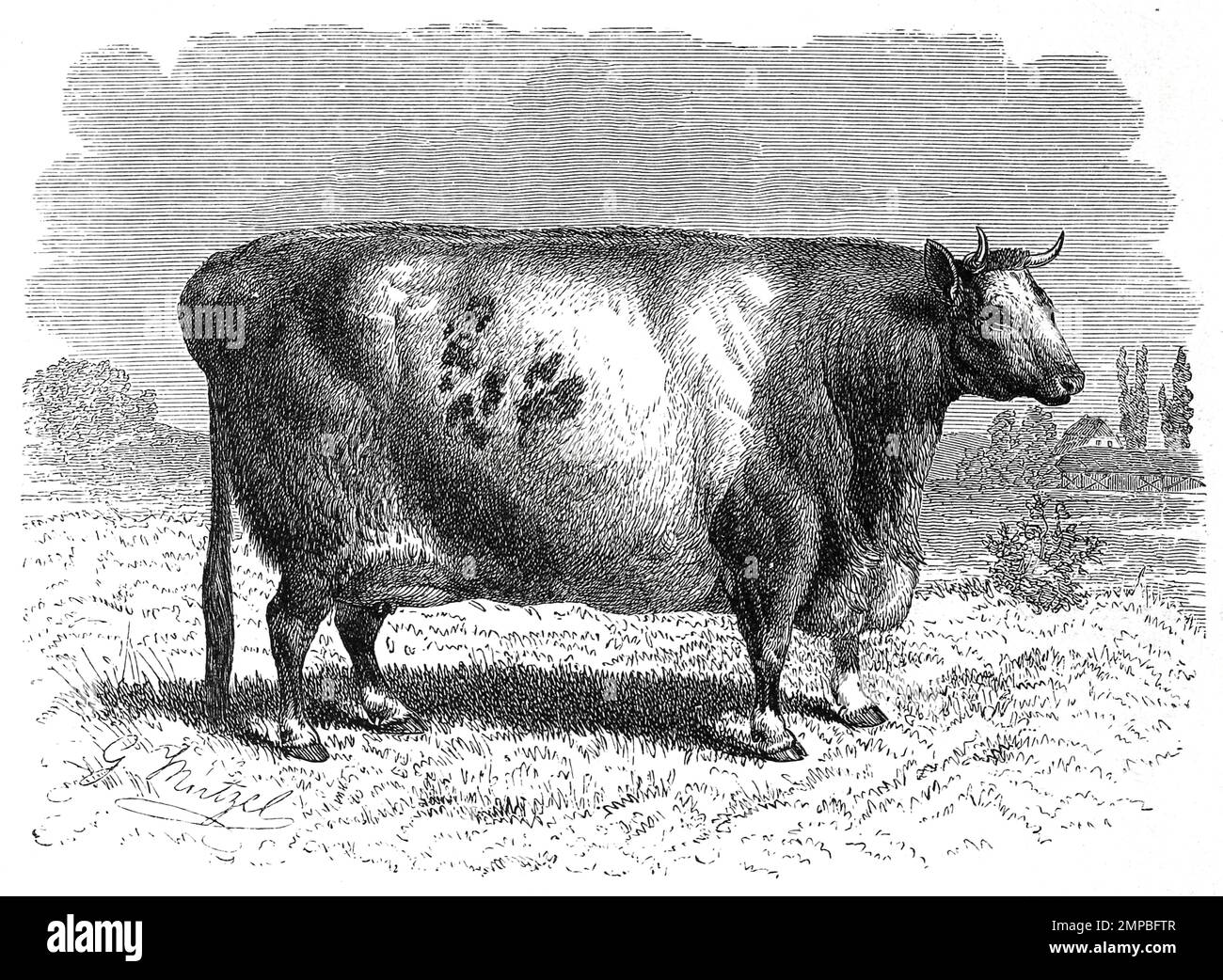 Durham-Rind, Bos taurus dunelmensis, Die Rinderrasse Shorthorn-Rind stammt ursprünglich aus England, genauer aus der Gegend zwischen Durham und York, Historisch, digital restaurierte Reproduktion von einer Vorlage aus dem 18. Jahrhundert, Stock Photo