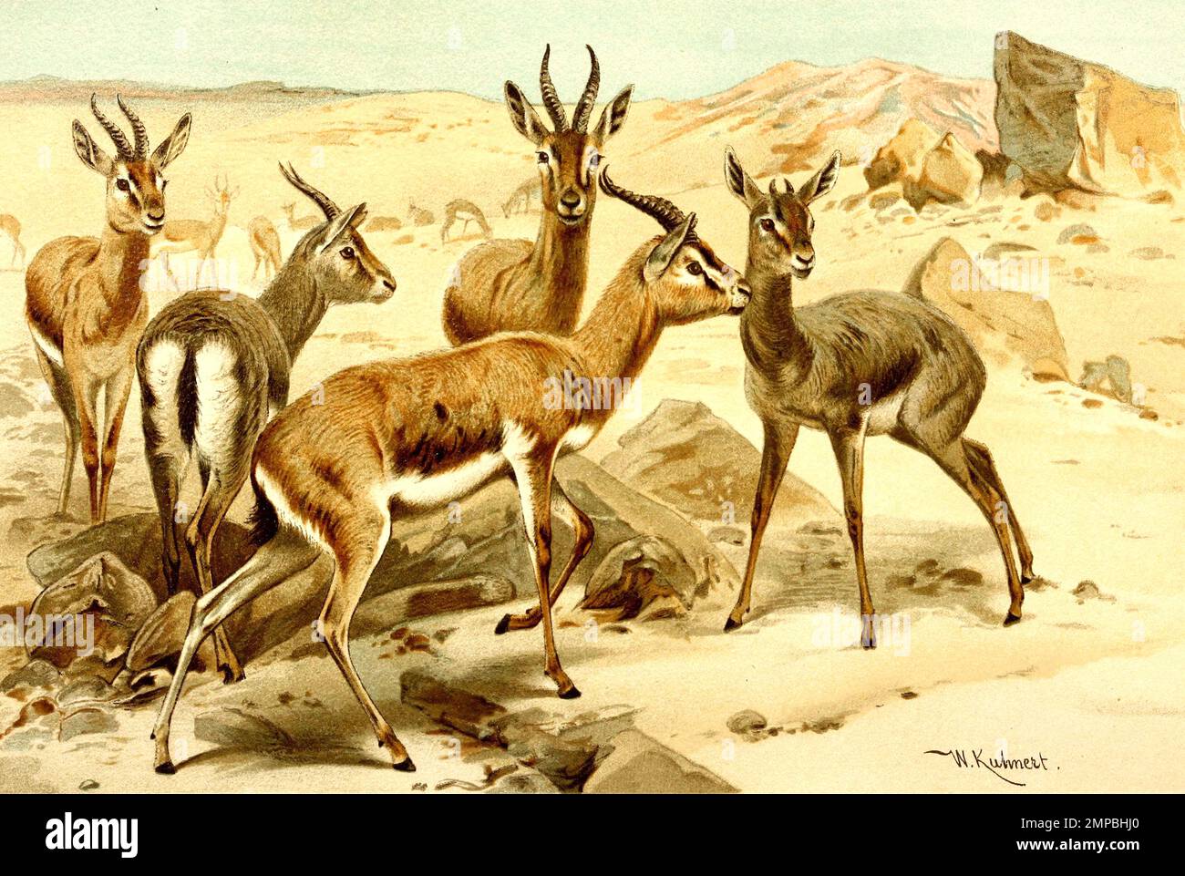 Gazelle,Echtgazelle, Gazella gazella,, Historisch, digital restaurierte ...