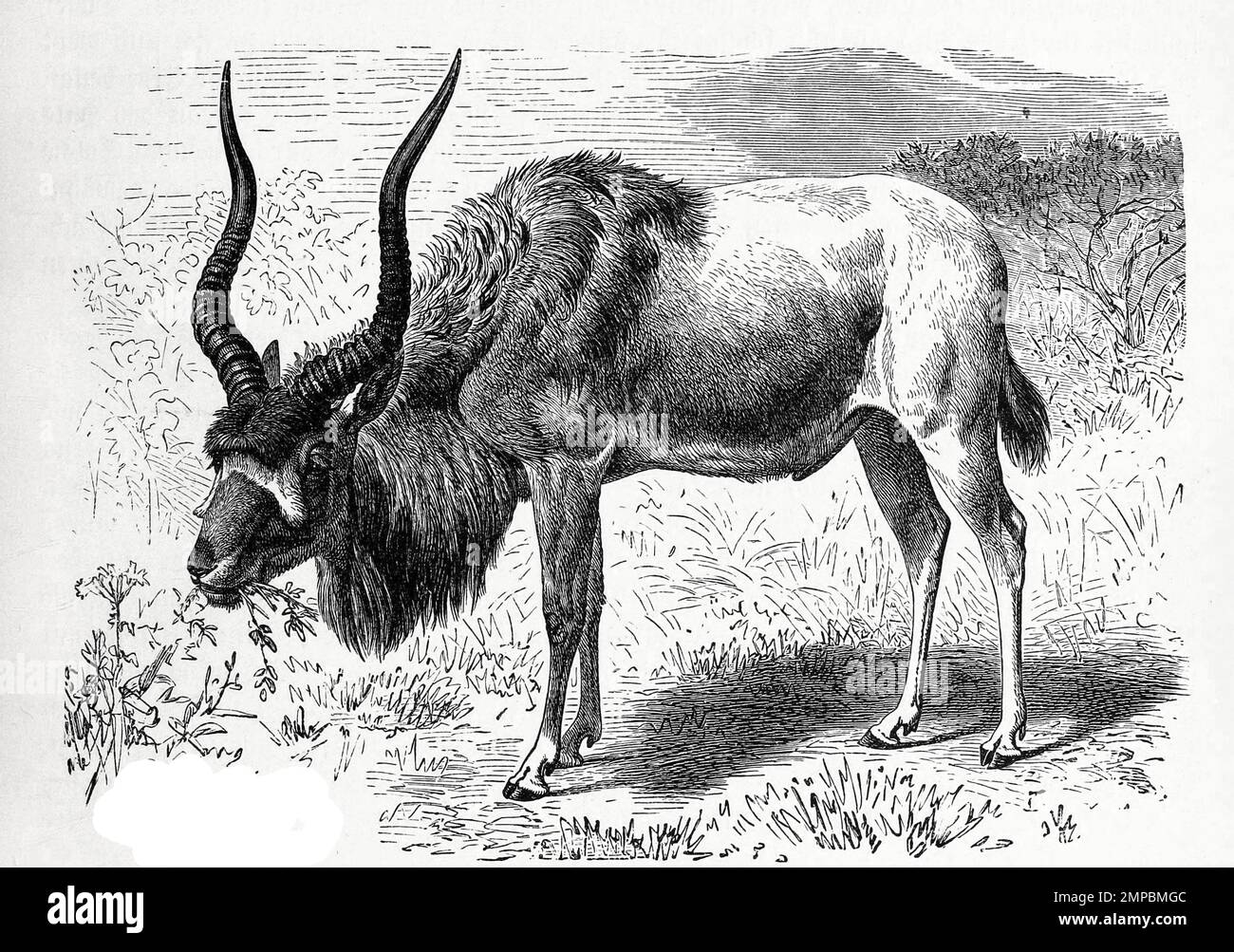 mendesantilope-oder-addax-addax-nasomaculatus-eine-afrikanische