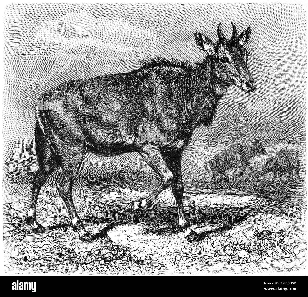 Nilgauantilope oder Nilgaiantilope, Boselaphus tragocamelus, Nilgau oder Nilgai, eine asiatische Antilopenart, Historisch, digital restaurierte Reproduktion von einer Vorlage aus dem 18. Jahrhundert, Stock Photo