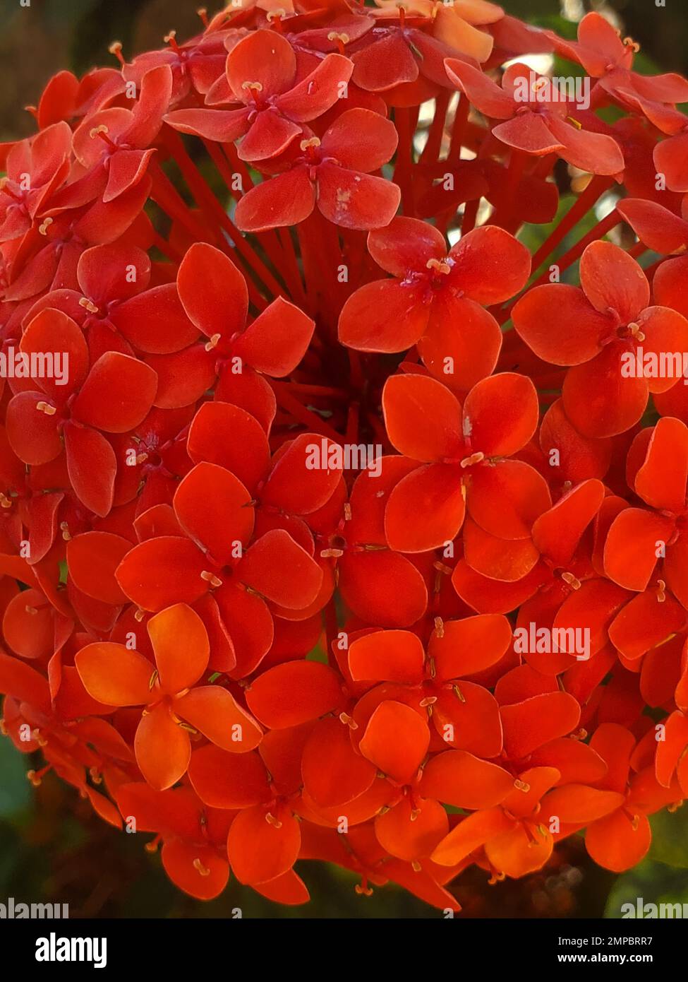 Planta vertical hi-res stock photography and images - Alamy