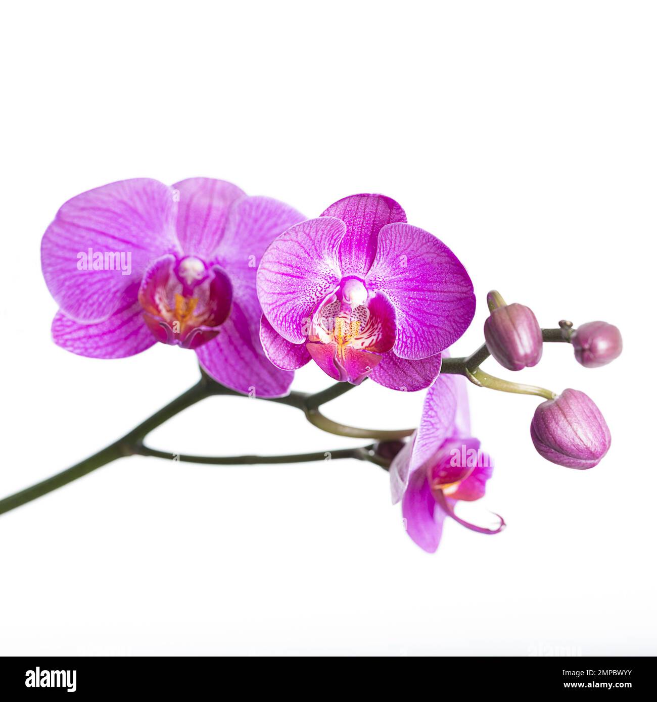 White and pink orchid hi-res stock photography and images - Alamy