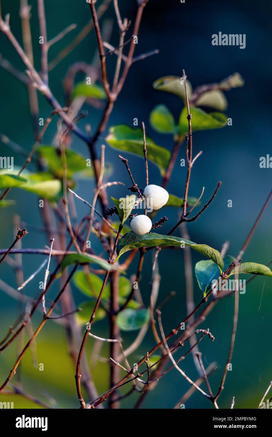 A vertical shot of a common snowberry flowers in a garden Stock Photo