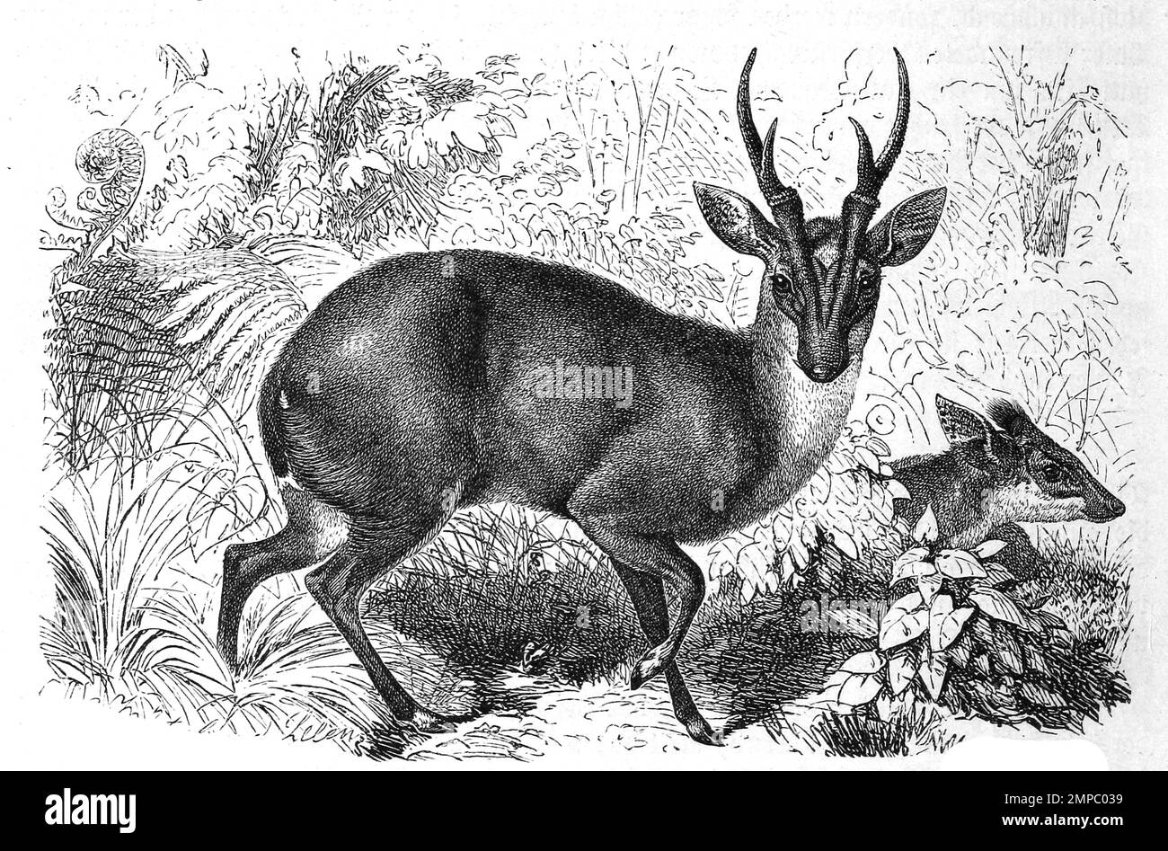 Nordindische Muntjak, Muntiacus vaginalis, eine Hirschart aus der ...