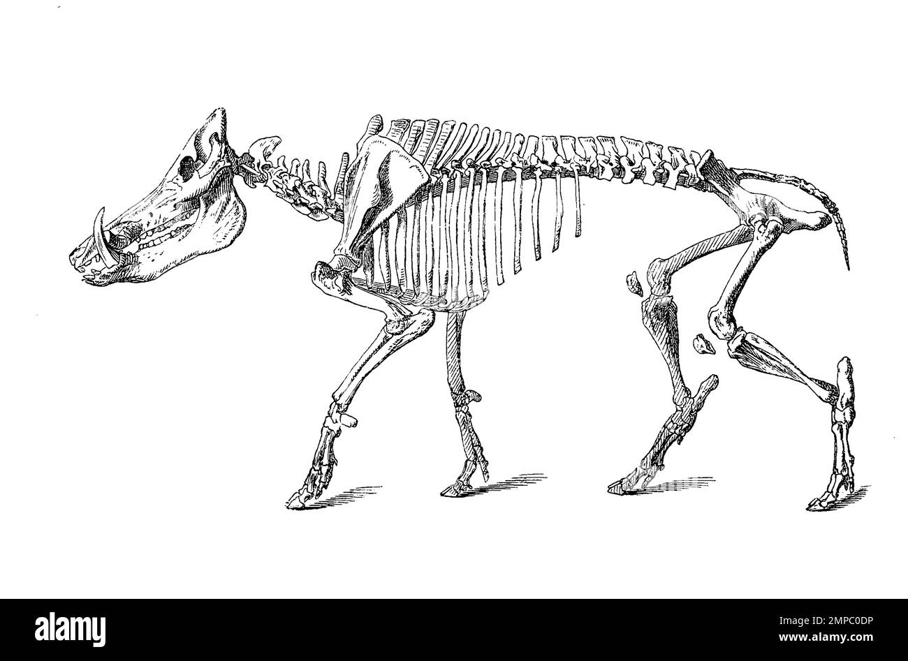 Skelett des Wildschwein, Sus scrofa,, Historisch, digital restaurierte Reproduktion von einer Vorlage aus dem 18. Jahrhundert, Stock Photo