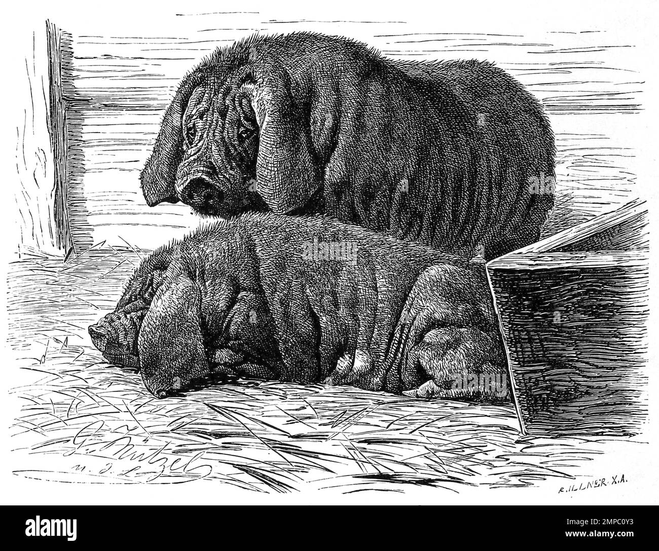 Meishan-Schwein, Sus scrofa f. domestica, Chinesisches Maskenschwein, eine chinesische Schweinerasse, Historisch, digital restaurierte Reproduktion von einer Vorlage aus dem 18. Jahrhundert, Stock Photo