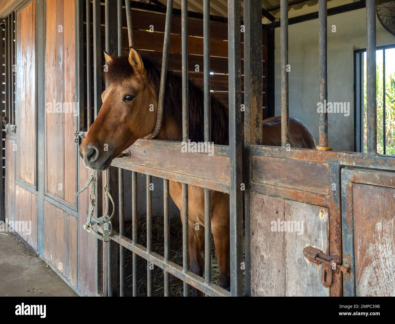 Brown horses standing in stall, locked cage in the room building. Horse