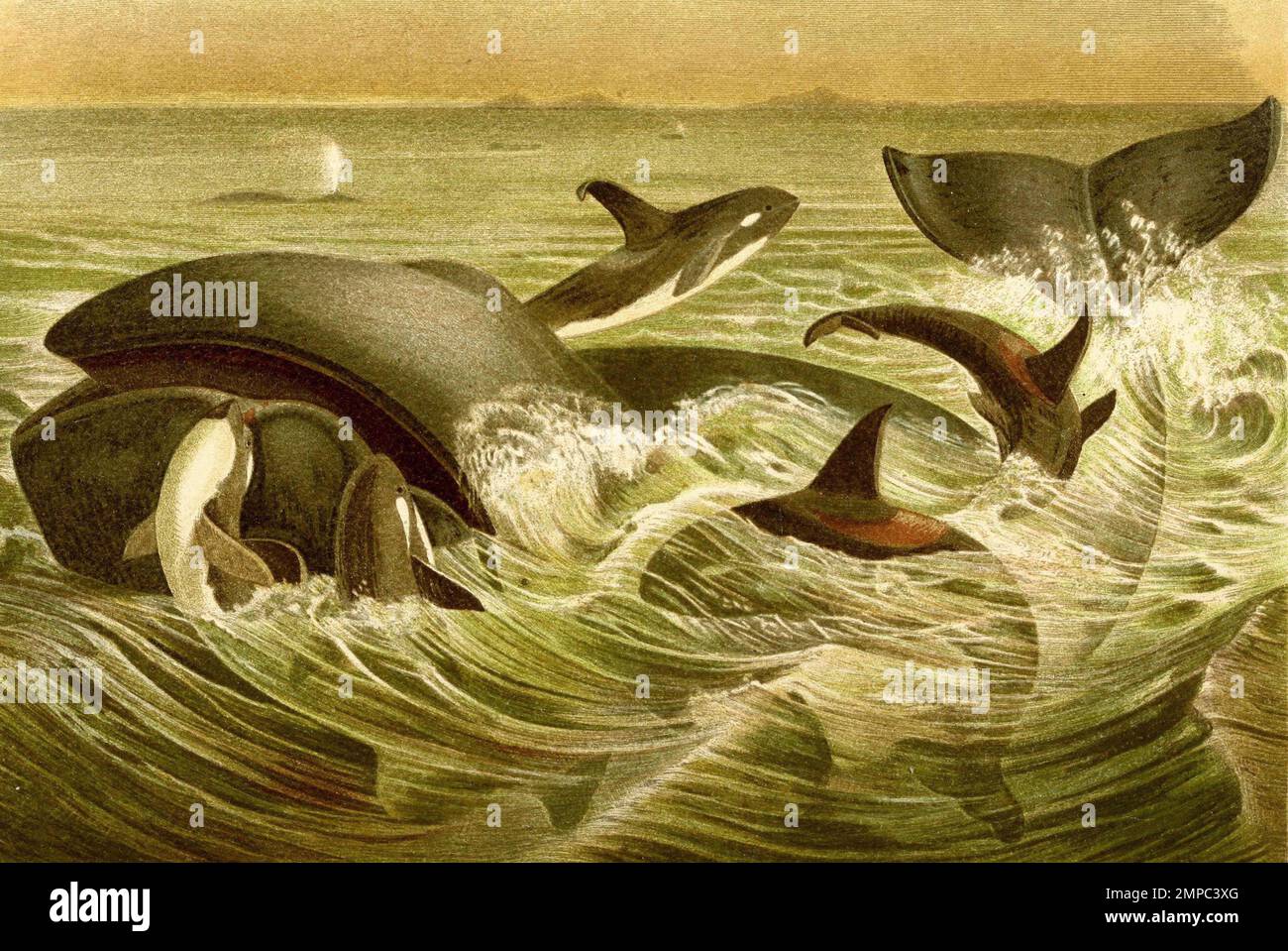 Grönlandwal, Balaena mysticetus, eine bis 18 Meter lange Art der Glattwale und Schwertwal, Orcinus orca, auch Mörderwal, Killerwal, Orca oder Butzkopf, eine Art der Wale aus der Familie der Delfine, Historisch, digital restaurierte Reproduktion von einer Vorlage aus dem 18. Jahrhundert, Stock Photo