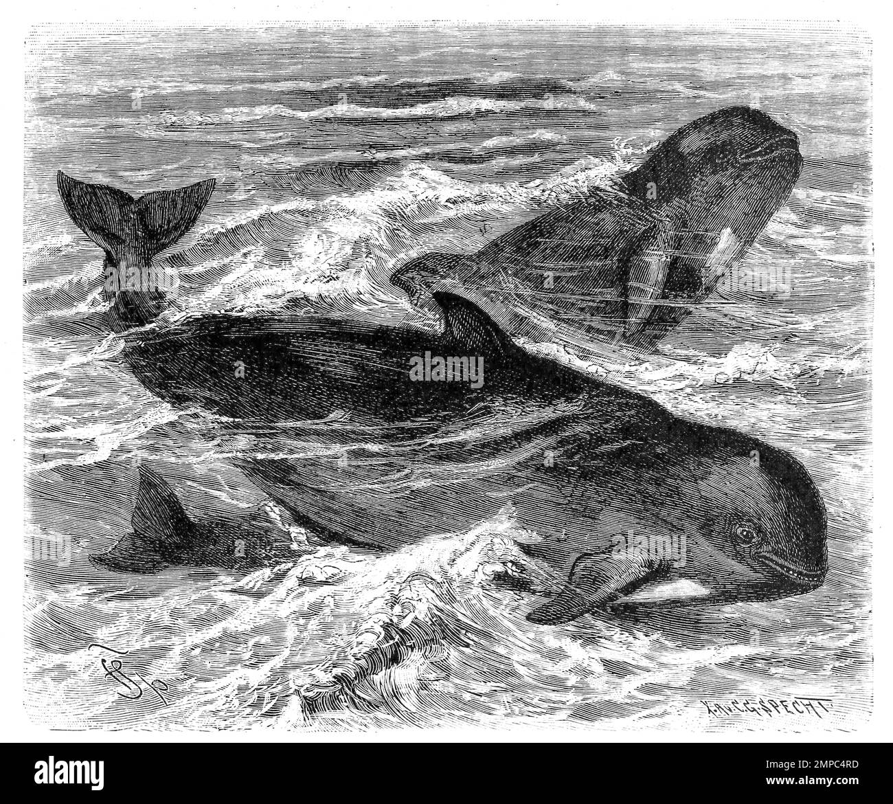 Grindwal, Globicephala melas, Pilotwal oder Calderon-Delfin, eine Art der Delfine, Historisch, digital restaurierte Reproduktion von einer Vorlage aus dem 18. Jahrhundert, Stock Photo