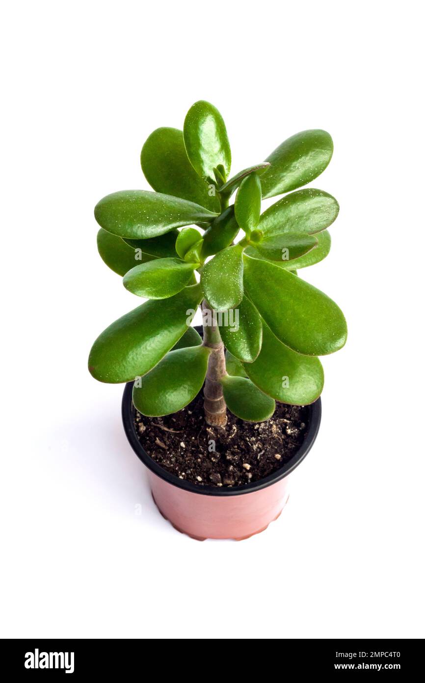 Jade plant (Crassula ovata) plant in a flower pot isolated on white