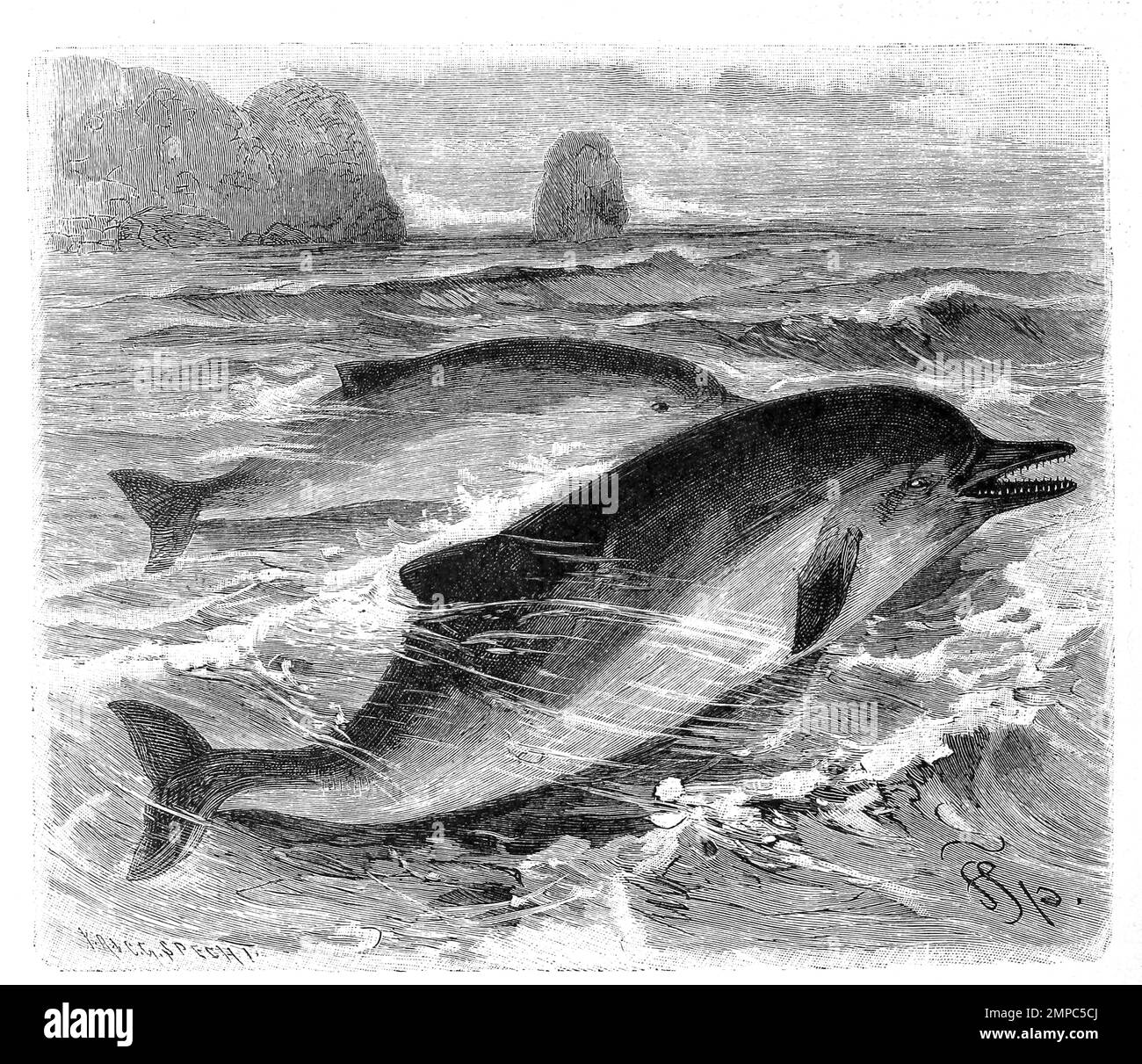 Gemeine Delfin, Delphinus delphis, Gewöhnlicher Delfin, Historisch, digital restaurierte Reproduktion von einer Vorlage aus dem 18. Jahrhundert, Stock Photo