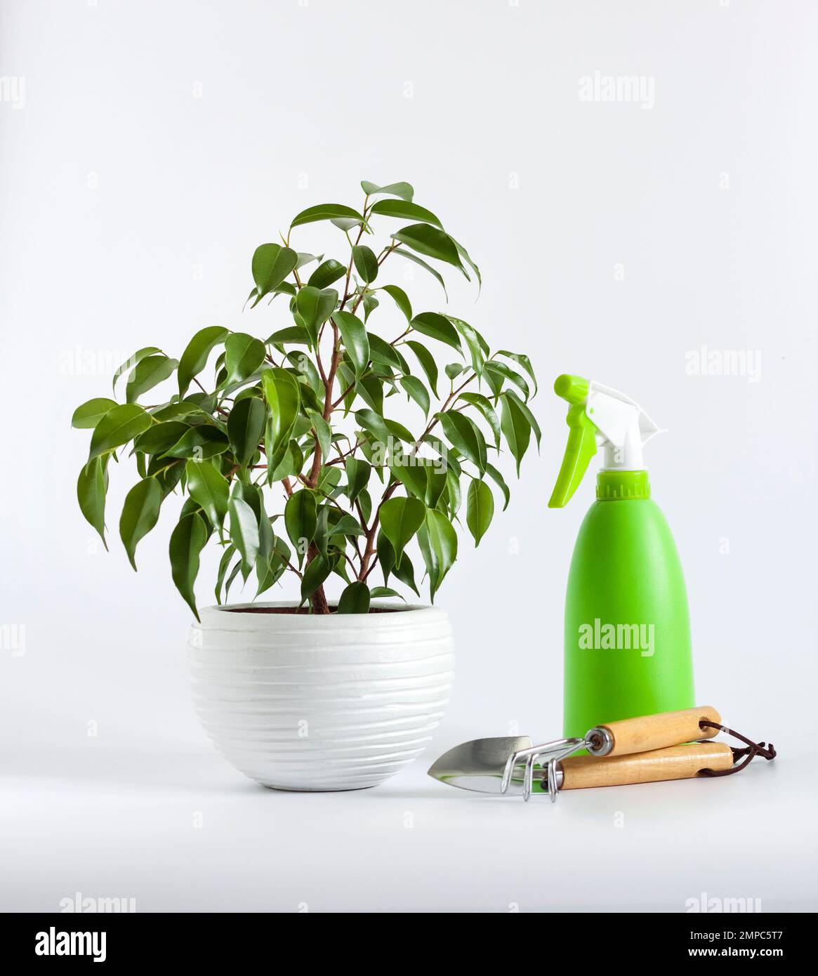 Potted Ficus benjamina plant and green spray bottle on white background. Houseplant care Stock Photo