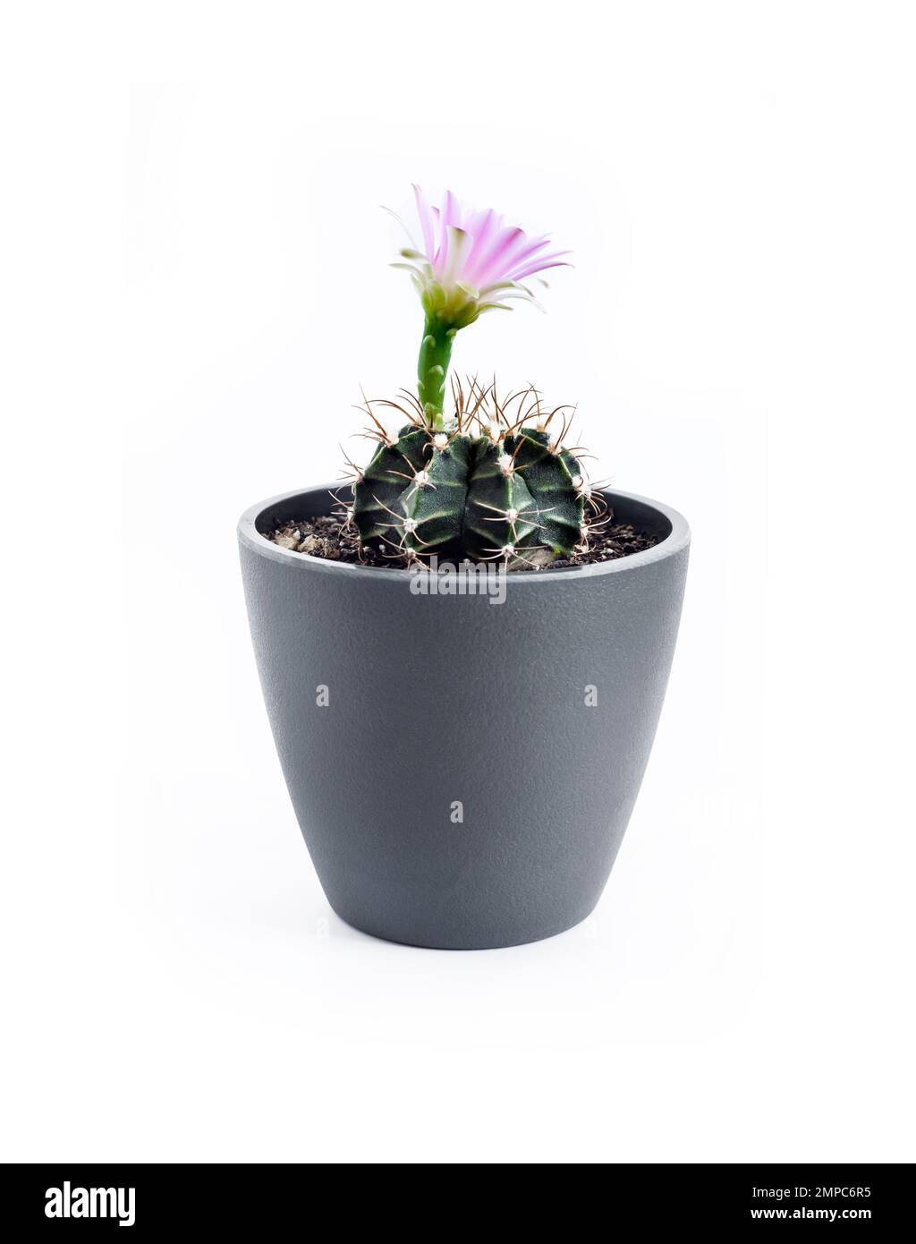 Flowering Gymnocalycium mihanovichii cactus in a pot isolated on white background Stock Photo