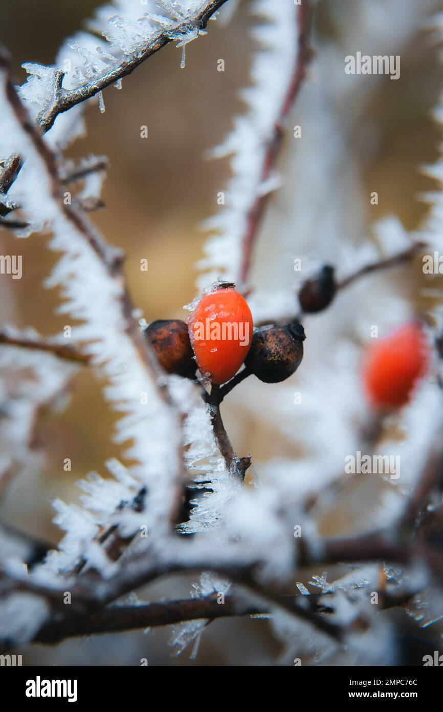 The Snow covered viburnum branches with red berries during snowfall ...