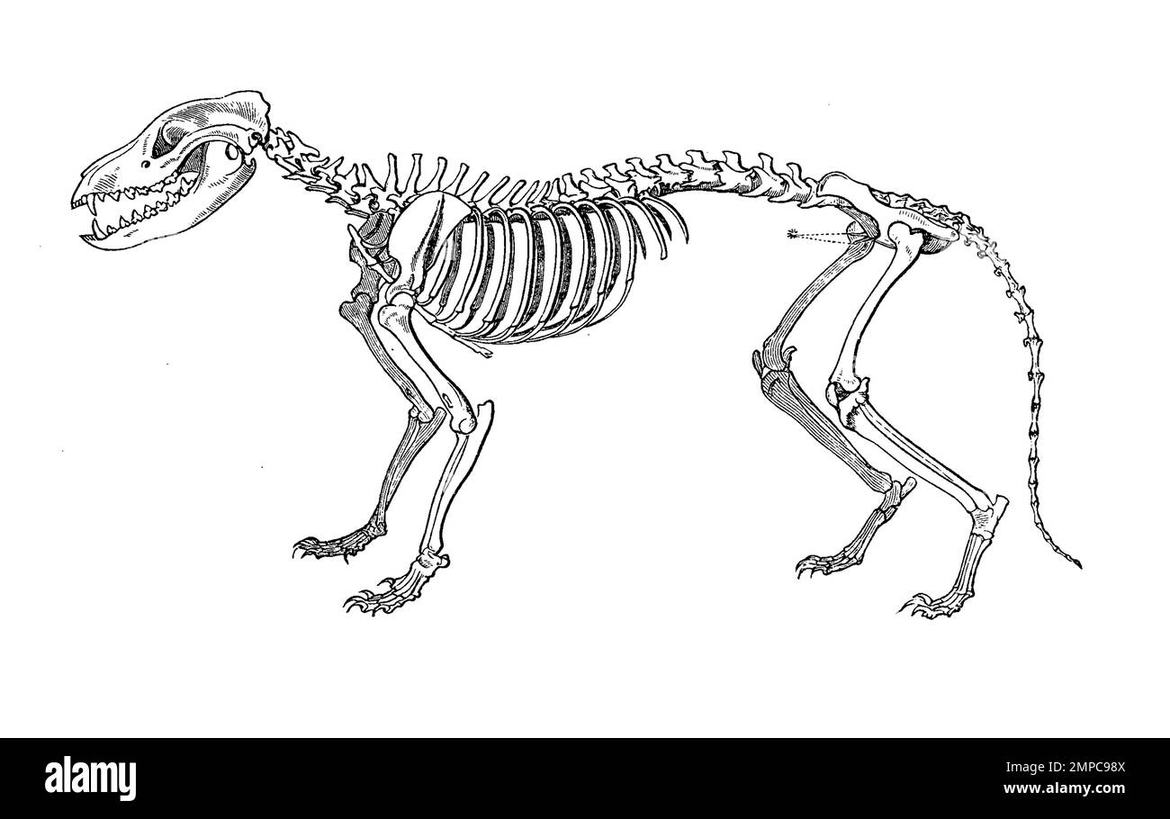 Skelett des Beutelwolf, Beutelwolf, Thylacinus cynocephalus, auch Tasmanischer Wolf, Beuteltiger oder Tasmanischer Tiger genannt, war das größte räuberisch lebende Beuteltier, das nach der Quartären Aussterbewelle auf dem australischen Kontinent lebte, Historisch, digital restaurierte Reproduktion von einer Vorlage aus dem 18. Jahrhundert, Stock Photo