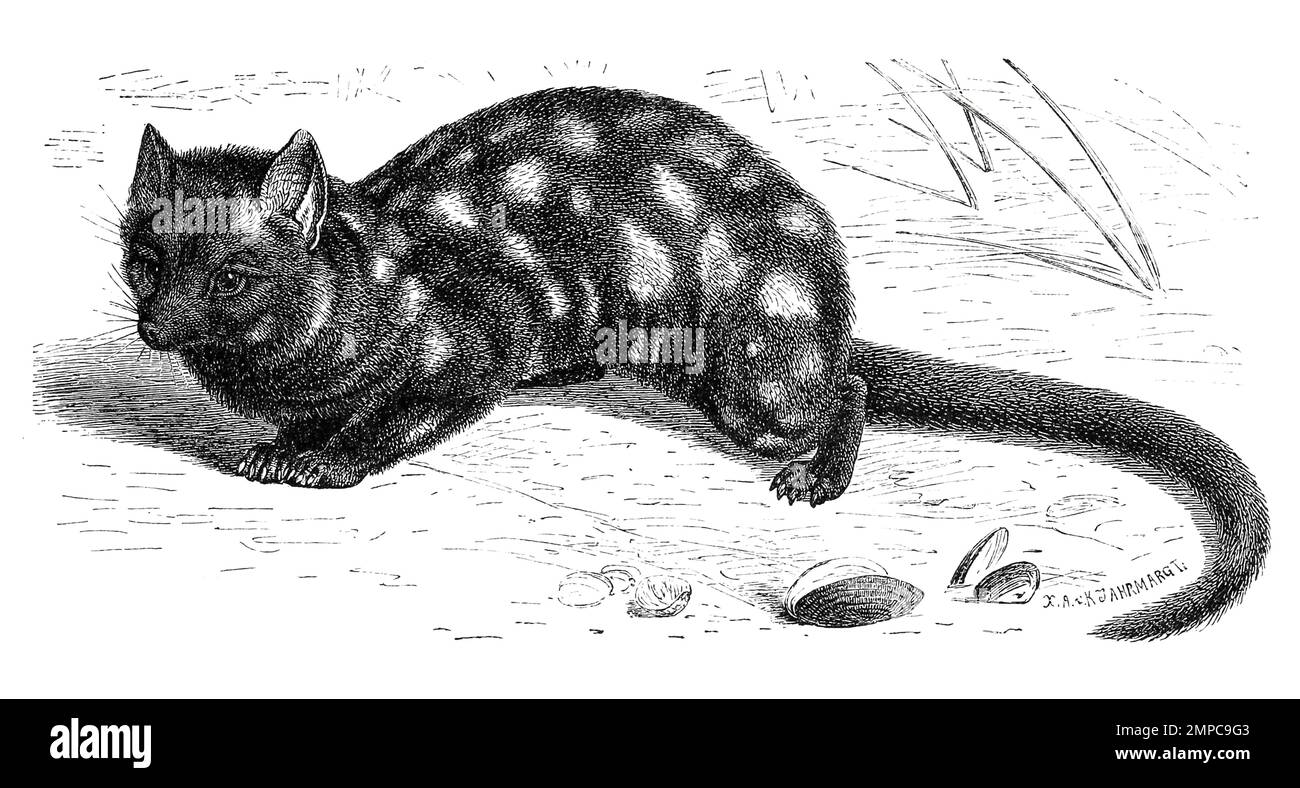 Tüpfelbeutelmarder oder Östliche Beutelmarder, Dasyurus viverrinus