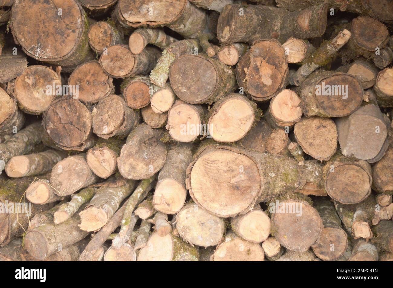 Cut Tree Trunk stacked Background. Full Frame. Stock Photo