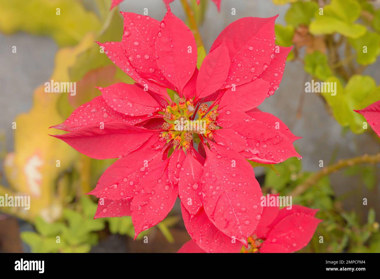 Red Color Flower drenched in the rain. Top View. Full Frame. Beautiful Nature Background. Stock Photo
